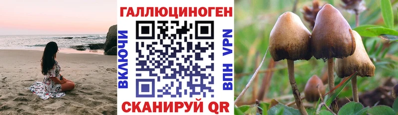 Галлюциногенные грибы Psilocybine cubensis Славгород